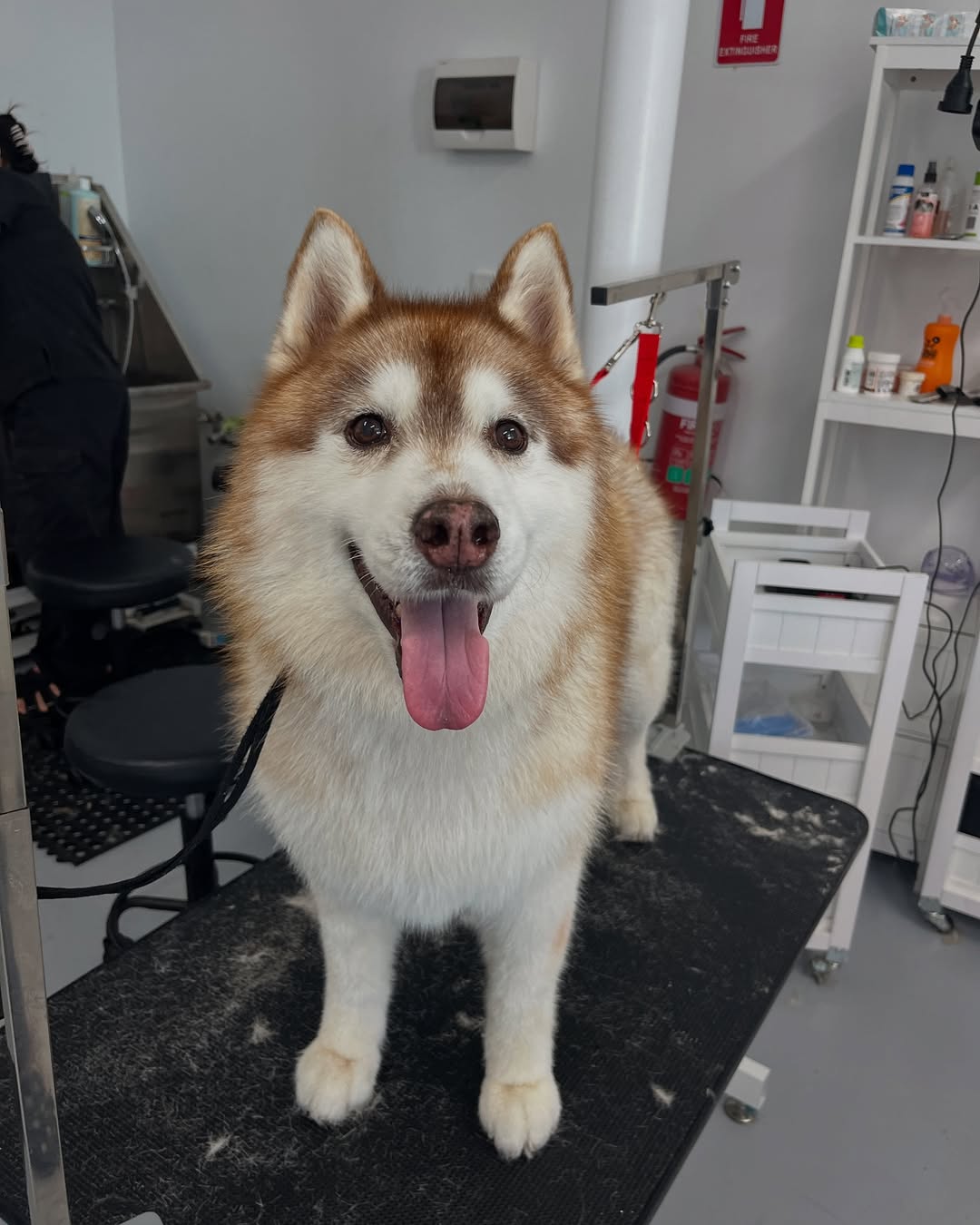 happy family dog after grooming