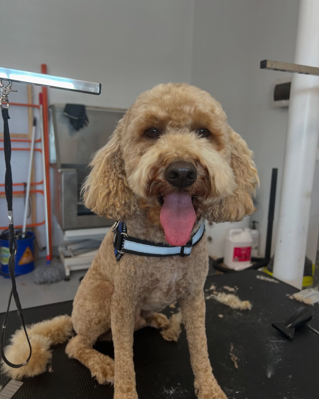 apartment dog grooming client