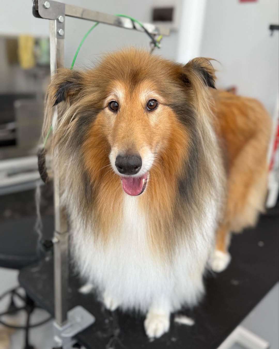 Rough collie on a grooming table