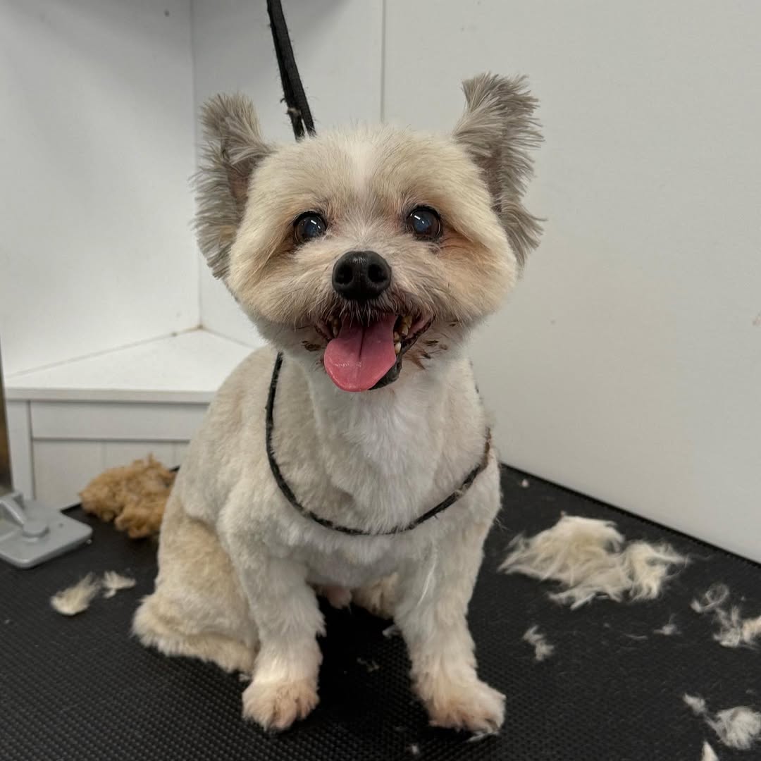 dog after full grooming service in williamstown