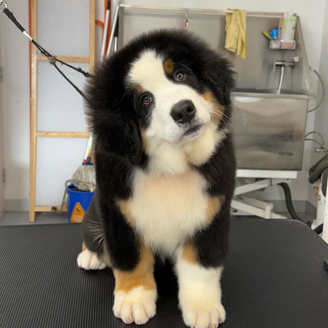 dog grooming specific styling in williamstown