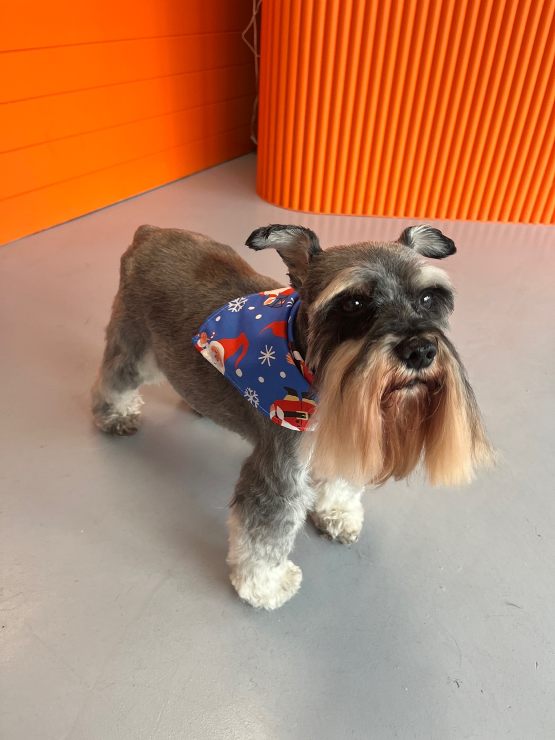 Max the Schnauzer after grooming