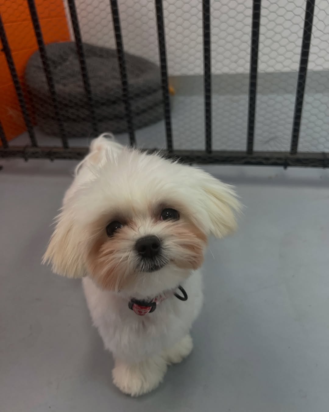 happy dog after grooming