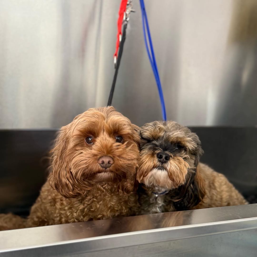 adorable dog after grooming